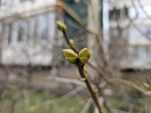В Волгодонске в феврале у сирени распустились почки
