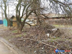 В Волгодонске обломившееся абрикосовое дерево почти год перегораживает тропинку