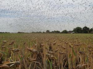 В районах рядом с Волгодонском в 2026 году может начаться нашествие саранчи