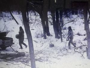 В Волгодонском районе лесоруб незаконно спилил две белые акации