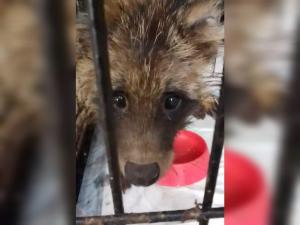 Спасенная в Цимлянском районе енотовидная собака идет на поправку