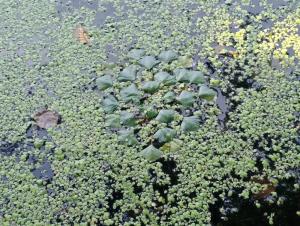 В реке Дон обнаружили более 10 видов растений из Красной книги