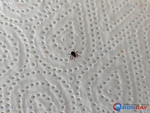 Энтомолог из Волгодонска рассказал, какие вирусы клещи передают горожанам и как проводятся исследования