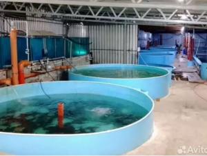 В Мартыновском районе продают сразу два рыбных хозяйства