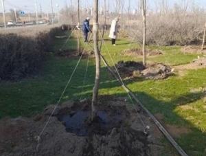 В Волгодонске идет активный полив молодых деревьев