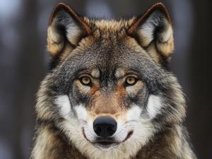 С 31 марта в Волгодонске вводят запрет на добычу диких животных