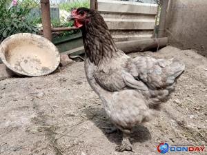 Волгодонцев предупредили о риске птичьего гриппа весной