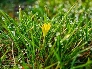 Весна в объективе: природа Волгодонска и Цимлянска оживает