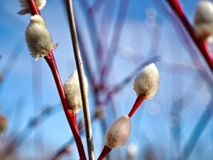 В Волгодонске стало известно расписание богослужений на Вербное воскресенье