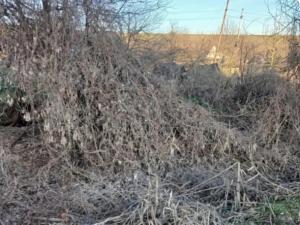 Жители Волгодонска просят убрать сухостой у СНТ «Автомобилист Дон»