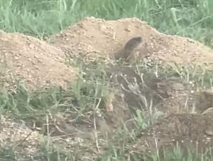 Грызуны перекопали парк «Молодежный» в Волгодонске