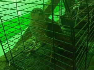 В Цимлянске ветеринар спасает раненого ястреба