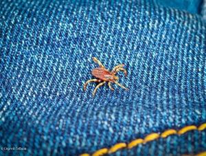 В Волгодонске с начала сезона клещи напали на шесть человек