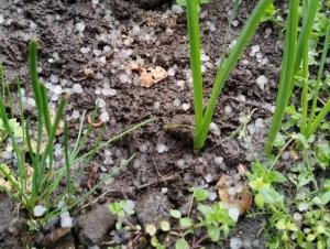 В Цимлянском районе выпал крупный град