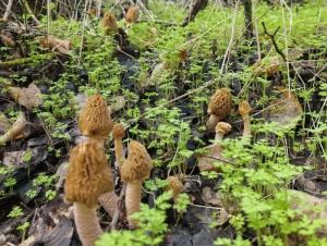 В Зимовниковском районе нашли поляну со сморчками