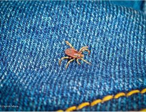 В Волгодонске клещи за неделю укусили пять человек