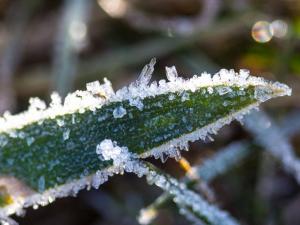 В Ростовской области с 21 апреля ожидаются заморозки до -3 градусов