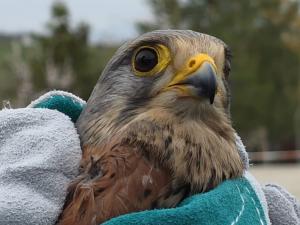 В Волгодонске спасли пустельгу со сломанным крылом