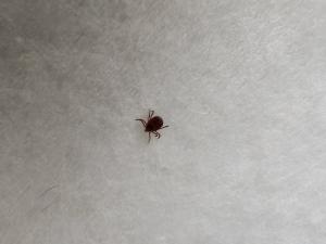 В Волгодонске с начала сезона клещи покусали 16 человек