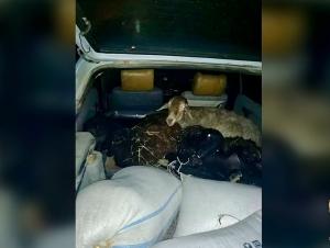 В Волгодонском районе задержали похитителя баранов