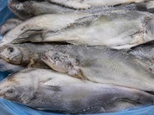 Мороженая рыба в Волгодонске подорожала на 13 рублей за месяц